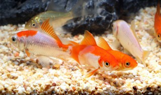 怎么养好草金鱼并让其繁殖 养好草金鱼的技巧