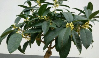 桂花树怎么养殖 桂花树如何养殖
