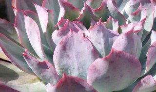 多肉植物雪莲怎么养 多肉植物雪莲的养殖小窍门