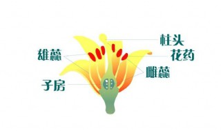 什么是植物的有性世代和无性世代 植物的有性世代和无性世代是什么意思