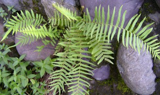 长叶肾蕨怎么养 长叶肾蕨如何养