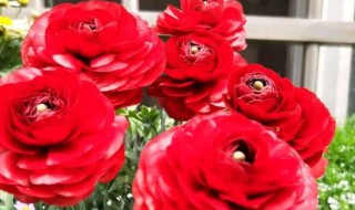 怎么养玫瑰花啊 玫瑰花养殖方法介绍