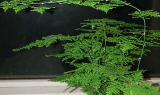 文竹怎么养才茂盛啊 文竹长得快的窍门