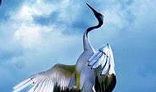 闲云野鹤的意思是什么指什么生肖 闲云野鹤是什么意思指什么生肖