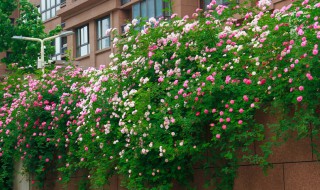 心怀猛虎细嗅蔷薇是什么意思 心怀猛虎细嗅蔷薇解释