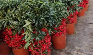 黄金万两怎么养 怎么养殖黄金万两