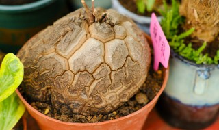 龟甲龙怎么养 龟甲龙正确养护方法