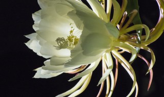 昙花怎么养才能长得快 如何养护昙花长得好呢