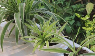 绿叶吊兰怎么养啊 绿叶吊兰养护窍门