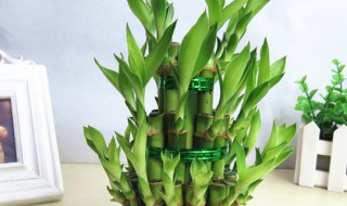 盆栽富贵竹怎么养才能更旺盛 盆栽富贵竹养殖技巧