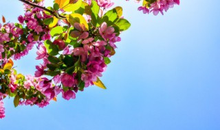 大自然中哪些东西是蓝色的 自然界中什么东西是蓝色的呢