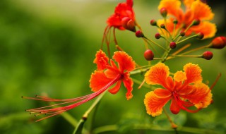 凤凰花怎么养 凤凰花养殖流程