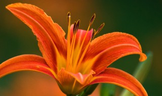 一枝花怎么养 一枝花应该如何养