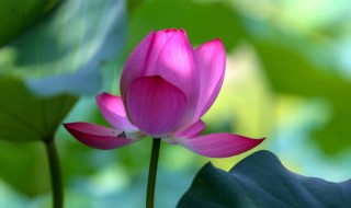 关于夏天的古诗有哪些 夏天的古诗示例