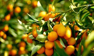 怎样保存金桔 存放金桔的方法有哪些