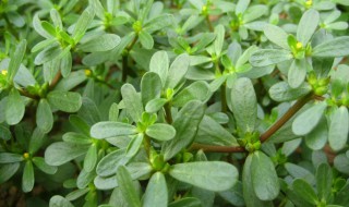 怎样保存马齿苋 保存马齿苋的方法介绍