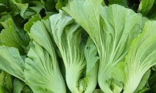 芥菜怎样保存 新鲜的芥菜如何存放呢