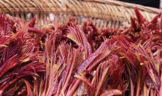 香椿怎样保存 香椿存放的妙招