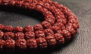 金刚菩提断齿怎么补救 金刚菩提断齿怎么处理