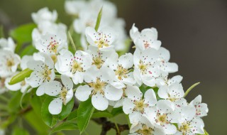 关于梨花的诗 关于梨花的诗有哪些