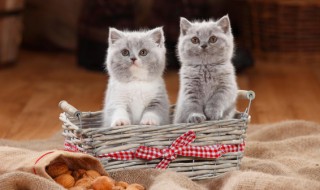 捡来的猫为什么不能养 捡来的猫不能养的原因