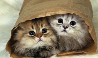 关于猫科动物的资料知识 关于猫科动物的资料知识介绍