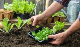 关于种植的词语 关于种植的词语有哪些