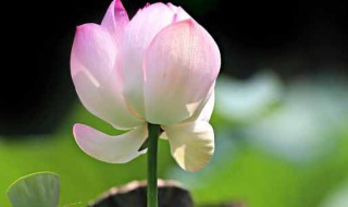 描写六月的句子 描写六月的句子有哪些