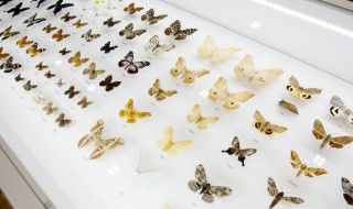 昆虫的复眼有什么作用 关于昆虫的复眼作用介绍