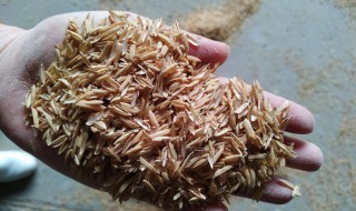 稻壳有什么作用 关于稻壳的作用介绍