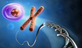 什么叫稳定遗传 稳定遗传的意思是什么