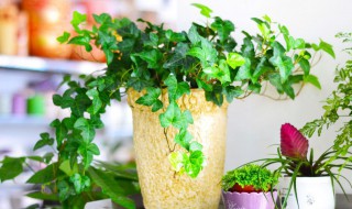 最适合懒人养的植物 最适合懒人养的植物有哪些