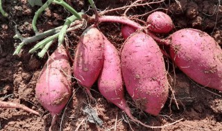 怎样储存红薯多不坏 怎样储存红薯不易烂