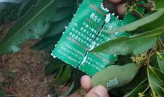 荔枝农药使用方法 荔枝农药使用的方法