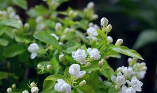 茉莉花修剪时间及技巧 茉莉花修剪时期和修剪方法