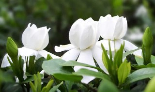 茉莉花和栀子花的区别 茉莉花和栀子花的区别介绍