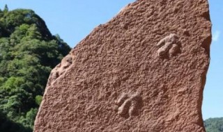 四川发现恐龙足迹怎么回事 四川发现恐龙足迹是真的吗