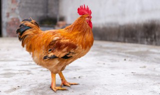 梦见鸡什么意思 梦见鸡的意思