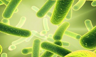 益生菌是什么东西 益生菌介绍