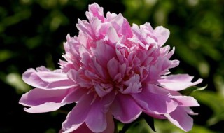 芍药香吗 芍药香不香