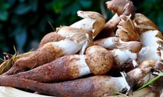 怎样储存野生菌 储存野生菌的方法