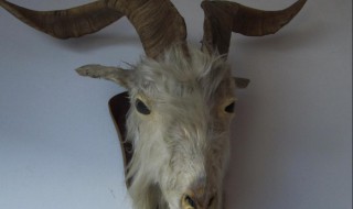 羊头毛怎么能清理干净 羊头毛如何处理好