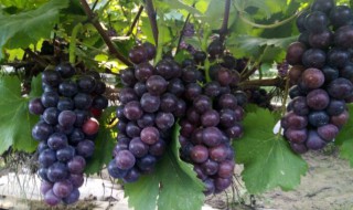夏黑葡萄品种介绍 夏黑葡萄品种简介