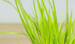 菖蒲是什么意思 菖蒲的含义