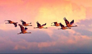 春天大雁往哪里飞 春天大雁从哪飞向哪方