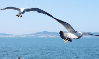 地球的清洁工还有哪些动物 地球的清洁工还有什么动物