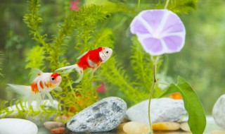 泡沫箱养鱼新方法 怎么用泡沫箱养鱼