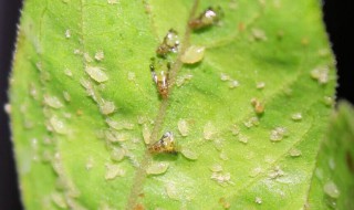 蚜虫是什么样子的 蚜虫的特征