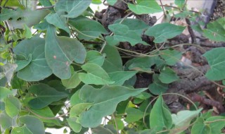 中药首乌藤的功效与作用 中药首乌藤有什么功效与作用