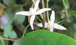 威灵仙藤的功效与作用 威灵仙藤的功效与作用有什么